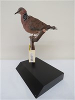 藏品(斑頸鳩)的圖片